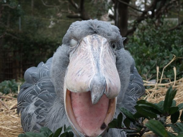 f:id:sugaree2005:20090215142130j:image:w450 f:id:sugaree2005:20090215142130j:image:w450