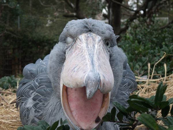 上野動物園にて － ハシビロコウ