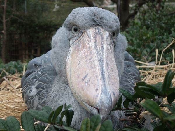 上野動物園にて － ハシビロコウ