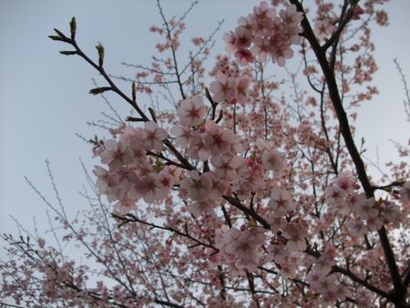 f:id:sugaree2005:20090221172846j:image