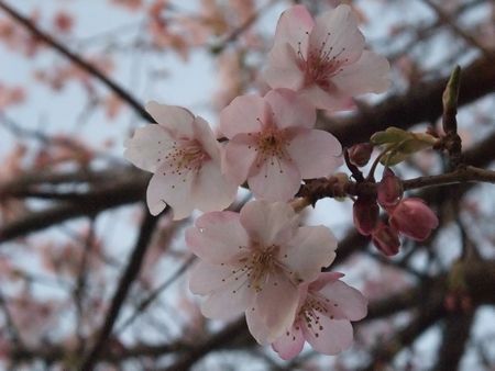 f:id:sugaree2005:20090221172939j:image