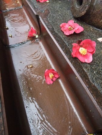 f:id:sugaree2005:20090322142750j:image f:id:sugaree2005:20090322142750j:image