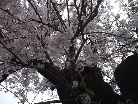 f:id:sugaree2005:20090405114847j:image