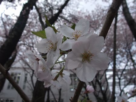f:id:sugaree2005:20090405135727j:image