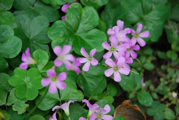 f:id:sugaree2005:20100317125848j:image f:id:sugaree2005:20100317125848j:image