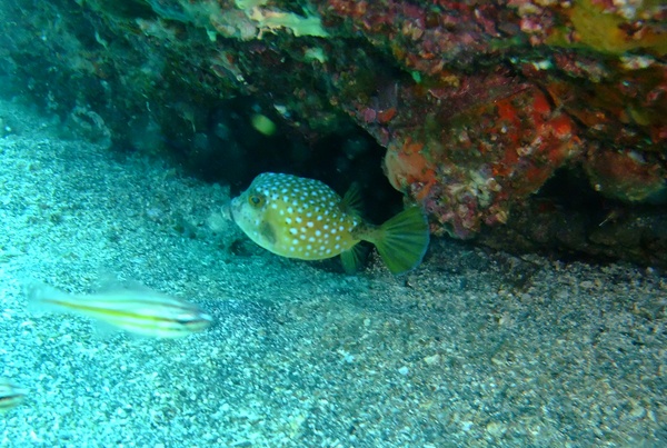 f:id:sugaree2005:20101023132241j:image f:id:sugaree2005:20101023132241j:image