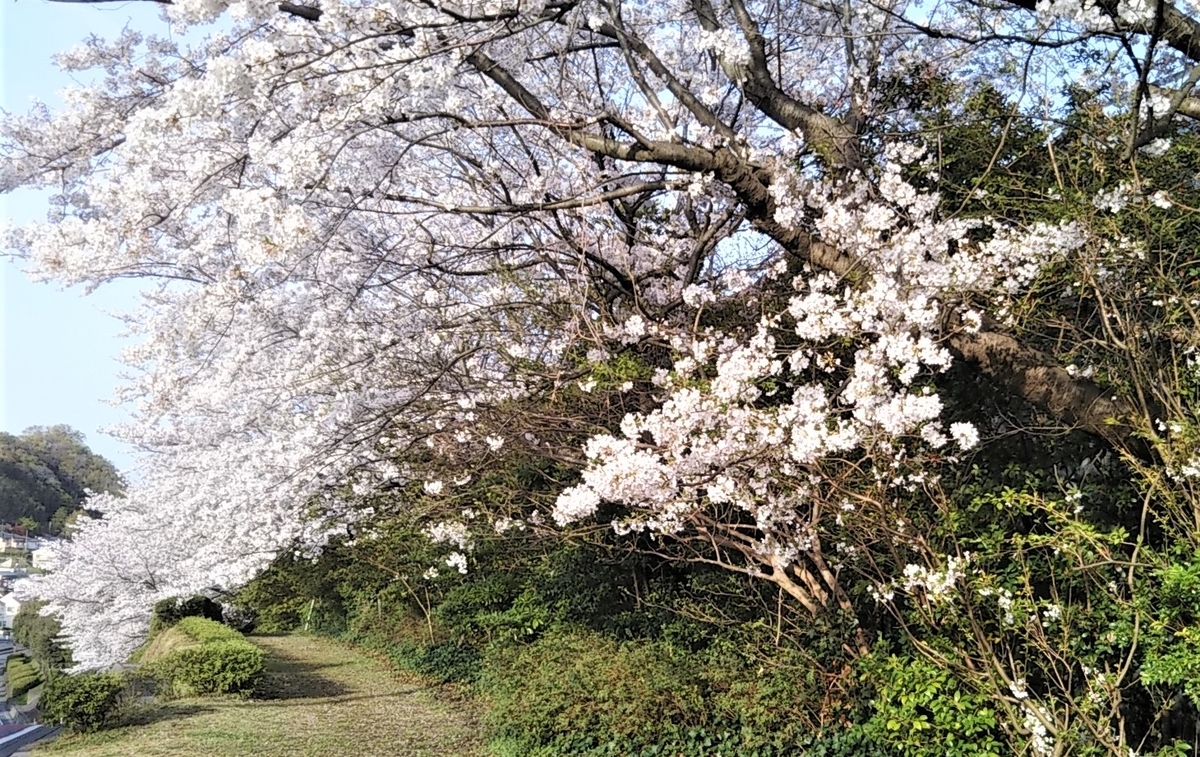 かっこいい 桜ソング といえば いきものがかり 花は桜 君は美し でしょ Sugarless Time かっこいい 桜ソング といえば いきものがかり 花は桜 君は美し でしょ Sugarless Time