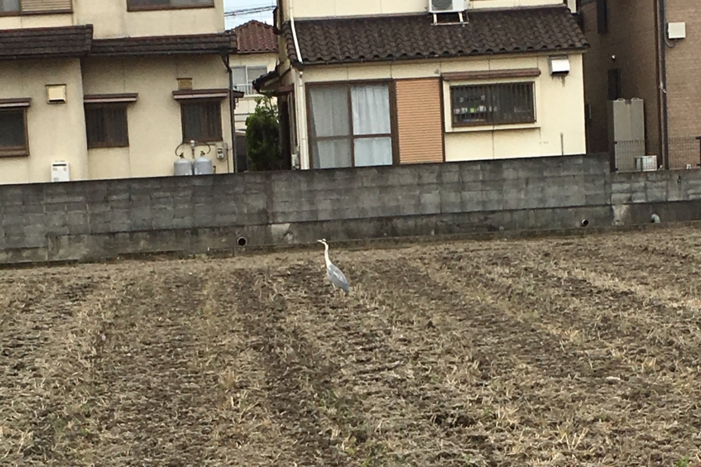 f:id:sugarma:20180614234616j:plain