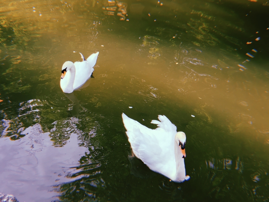 f:id:sugarma:20180619111948j:plain
