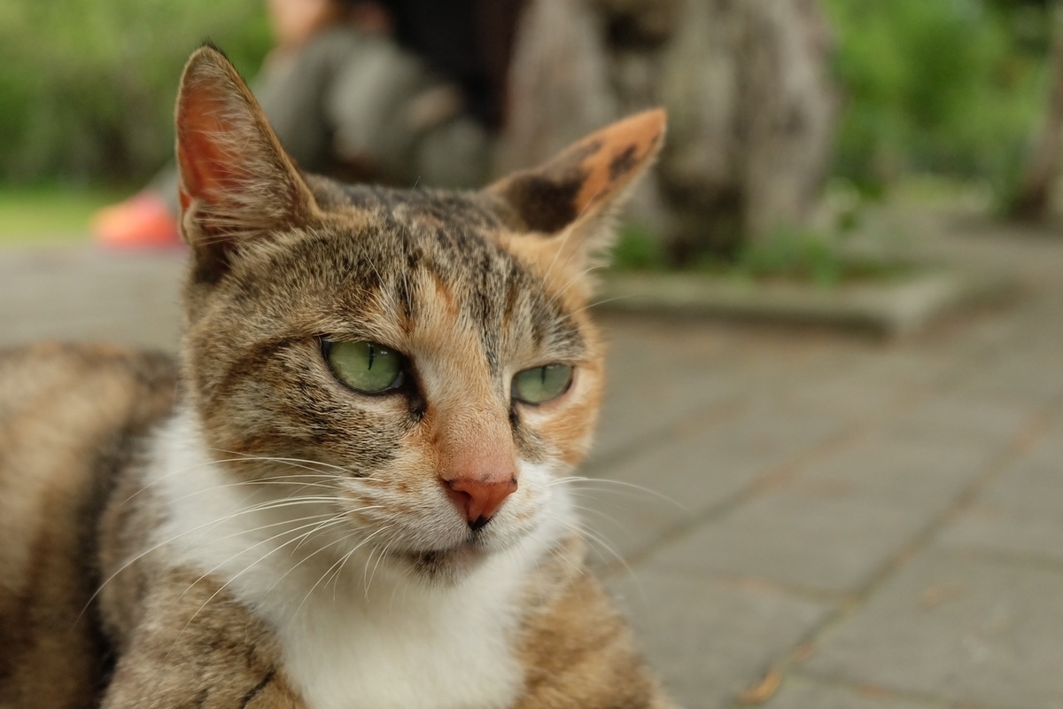 f:id:sugarmusic:20190908011037j:plain:w400 f:id:sugarmusic:20190908011037j:plain:w400