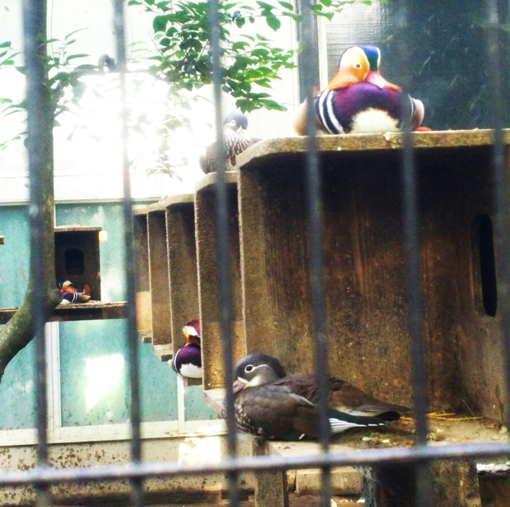 f:id:sugaryo1224:20171015183440j:plain