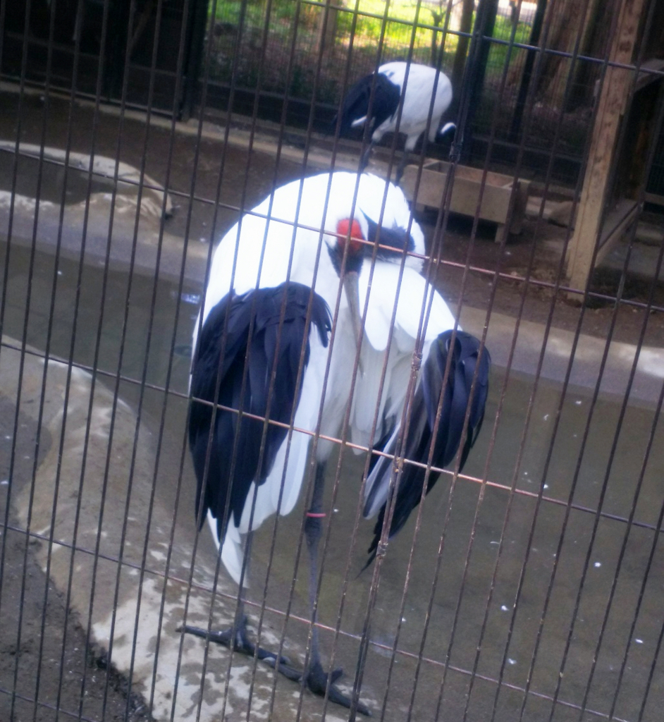 f:id:sugaryo1224:20171015183758j:plain