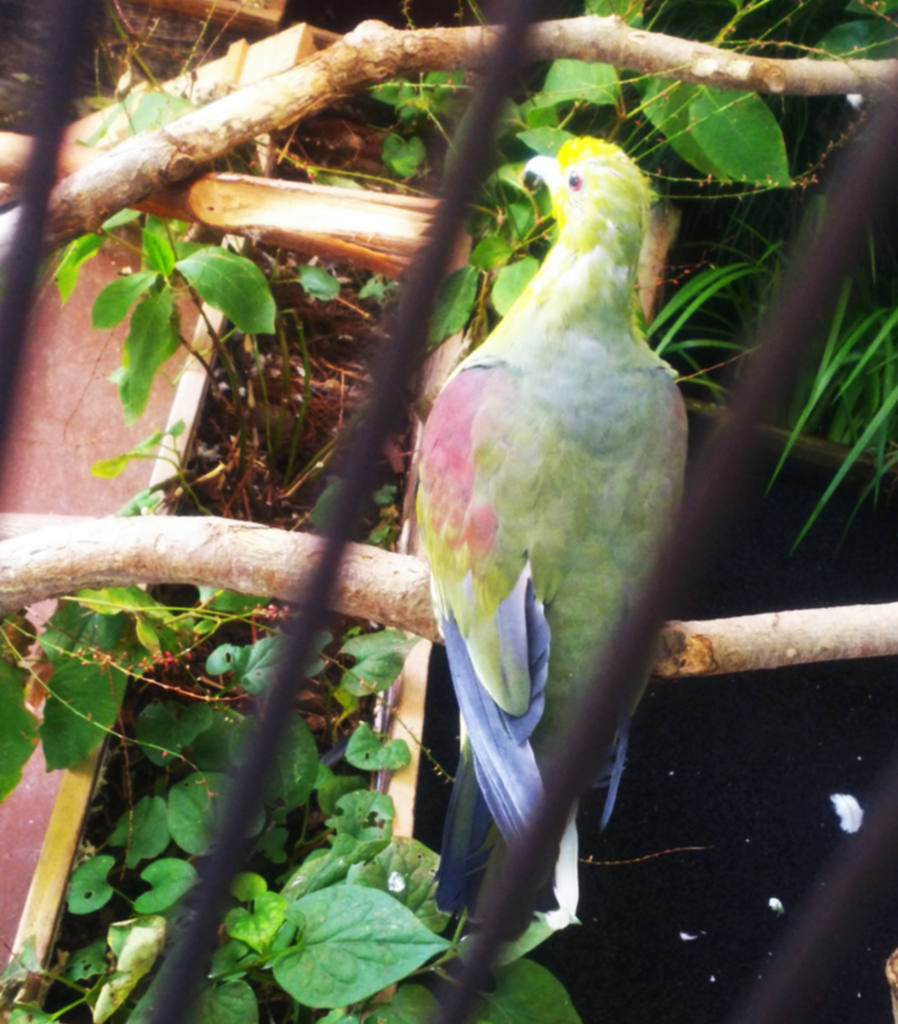 f:id:sugaryo1224:20171015184145j:plain