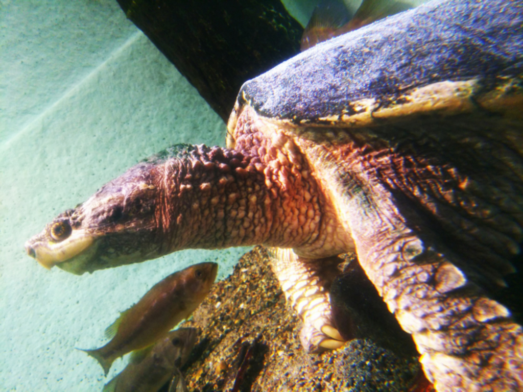 f:id:sugaryo1224:20171015184355j:plain