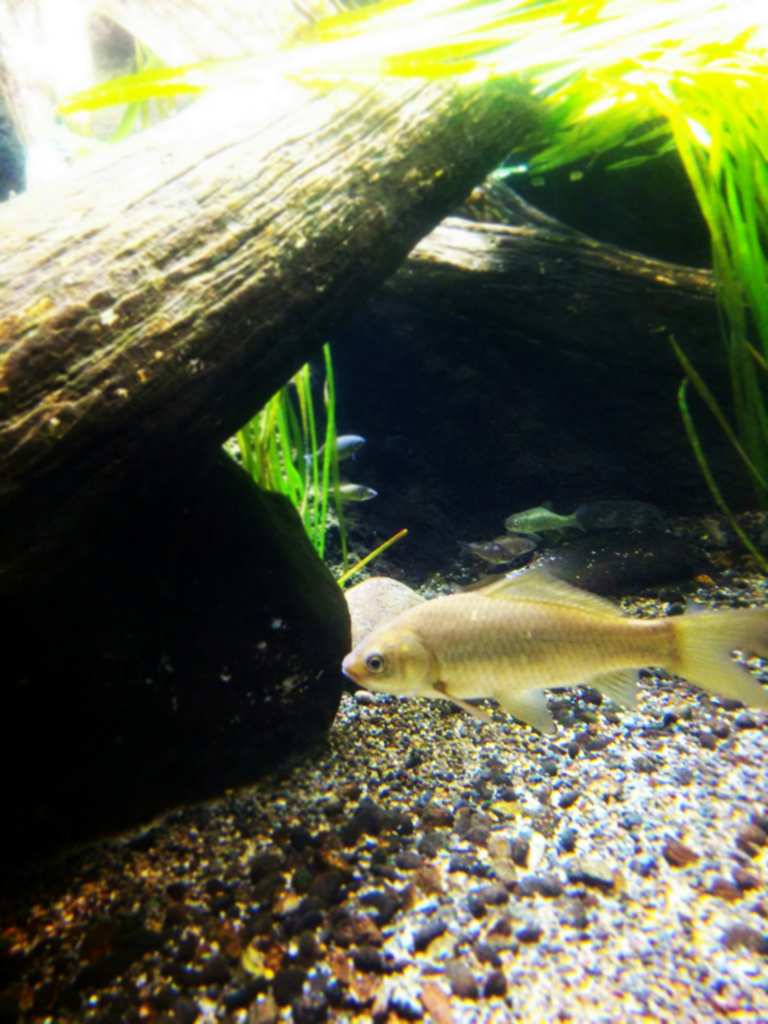 f:id:sugaryo1224:20171015185137j:plain