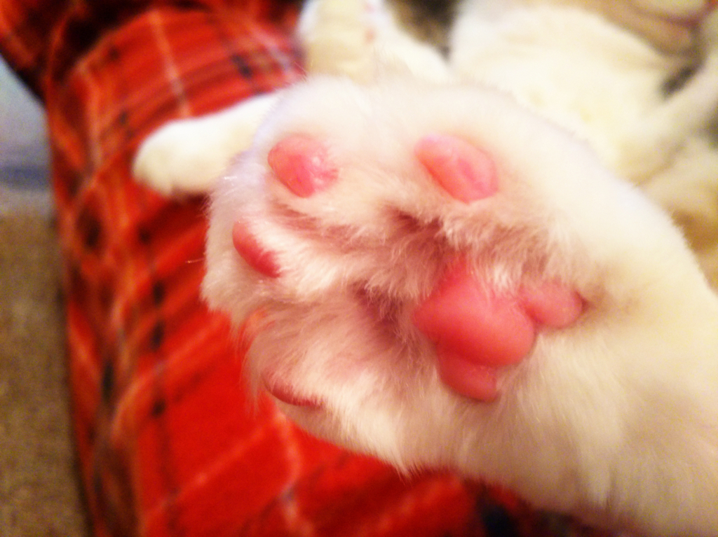 f:id:sugaryo1224:20180128211720j:plain