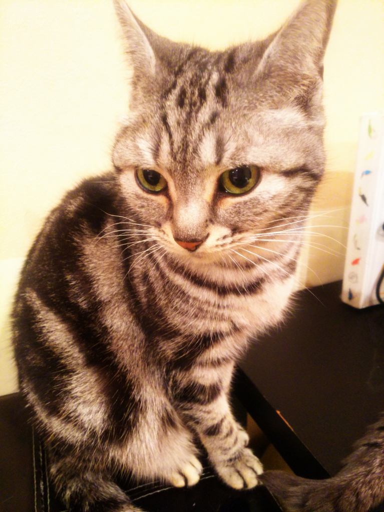 f:id:sugaryo1224:20180128211908j:plain f:id:sugaryo1224:20180128211908j:plain