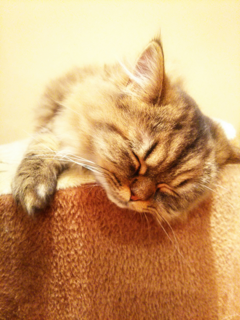 f:id:sugaryo1224:20180128212536j:plain