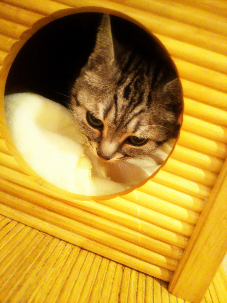 f:id:sugaryo1224:20180128212717j:plain f:id:sugaryo1224:20180128212717j:plain