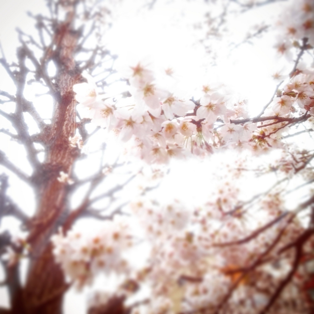 f:id:sugaryo1224:20180325192324j:plain f:id:sugaryo1224:20180325192324j:plain