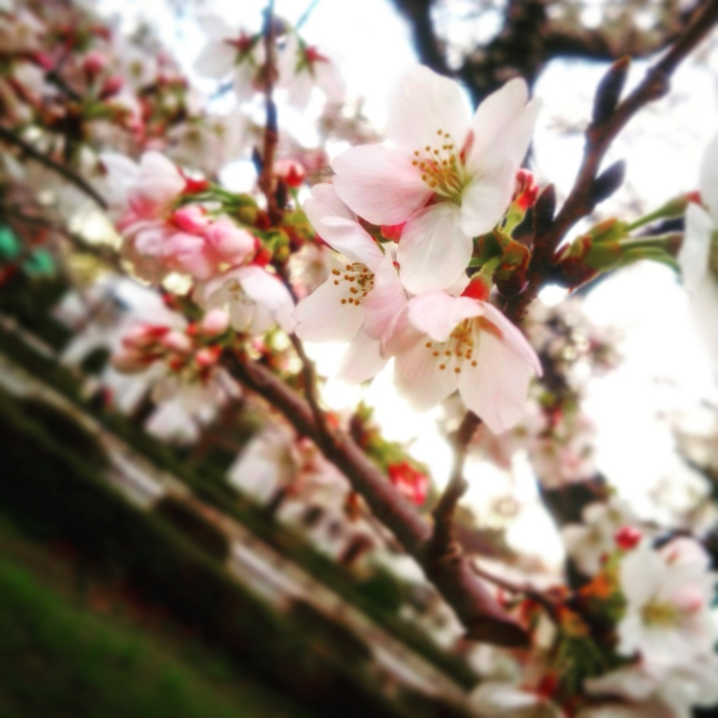f:id:sugaryo1224:20180325192331j:plain f:id:sugaryo1224:20180325192331j:plain