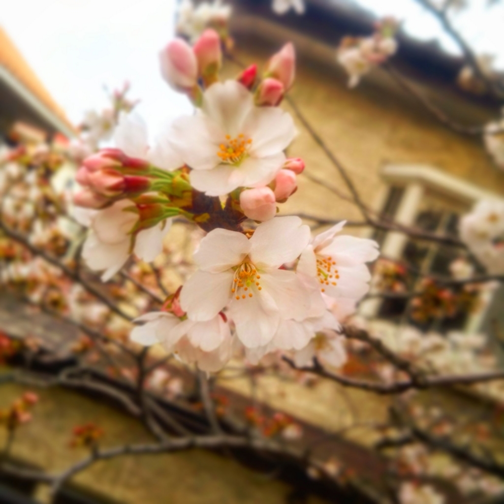 f:id:sugaryo1224:20180325192347j:plain f:id:sugaryo1224:20180325192347j:plain