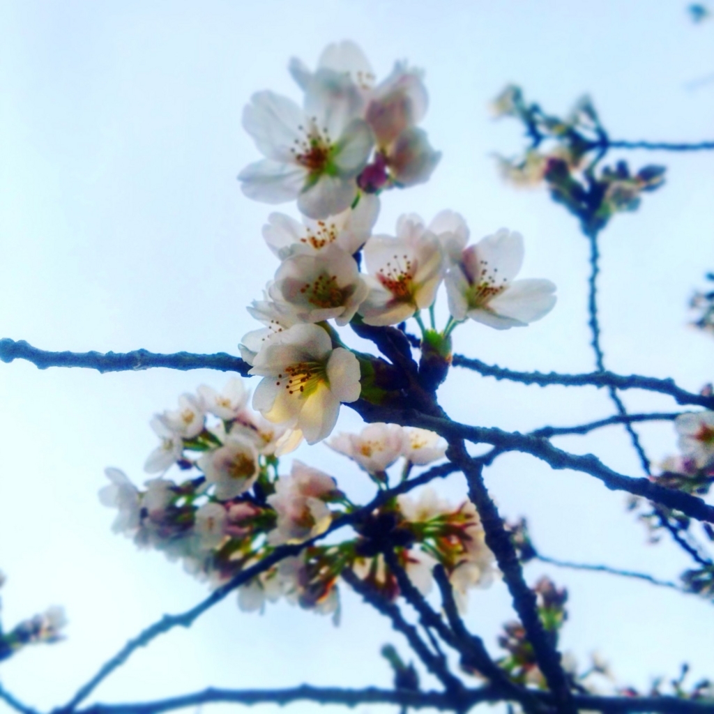 f:id:sugaryo1224:20180325192354j:plain f:id:sugaryo1224:20180325192354j:plain