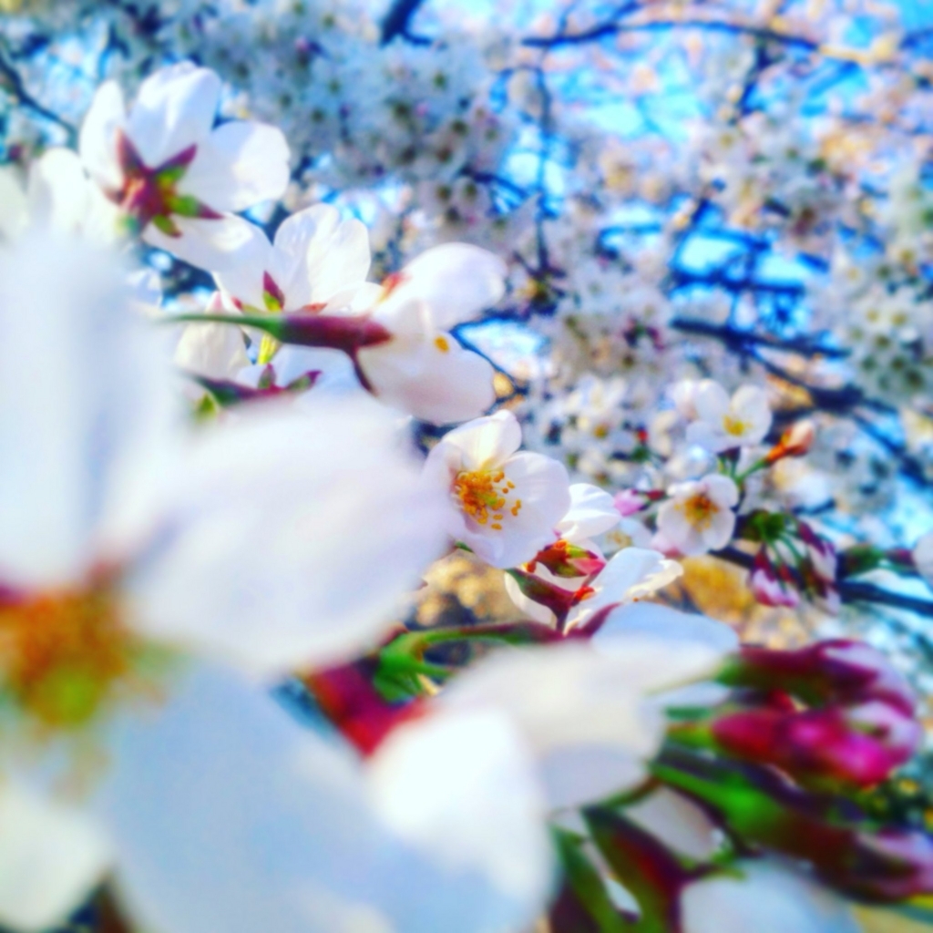 f:id:sugaryo1224:20180325192510j:plain f:id:sugaryo1224:20180325192510j:plain