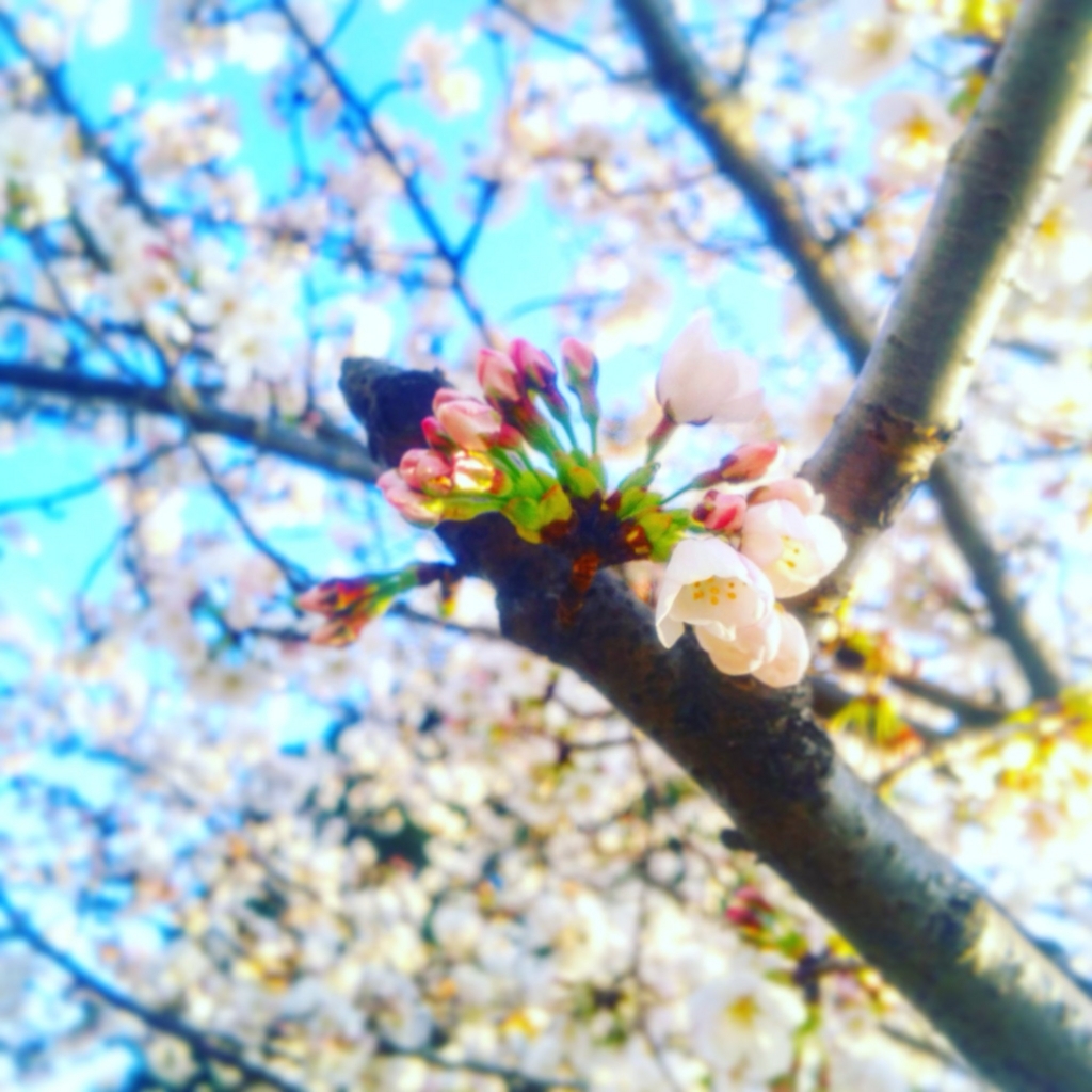 f:id:sugaryo1224:20180325192524j:plain f:id:sugaryo1224:20180325192524j:plain
