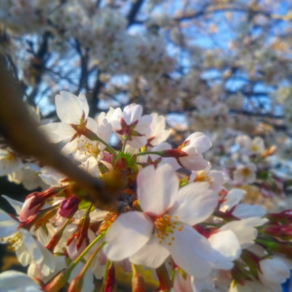 f:id:sugaryo1224:20180325192546j:plain f:id:sugaryo1224:20180325192546j:plain