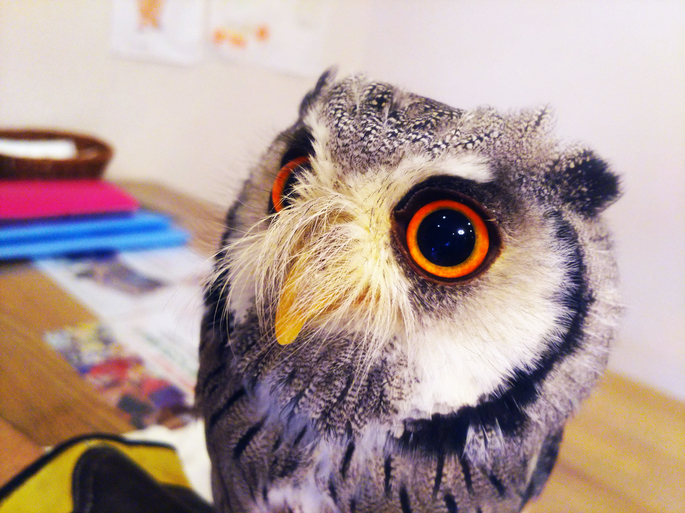 f:id:sugaryo1224:20180429225243j:plain