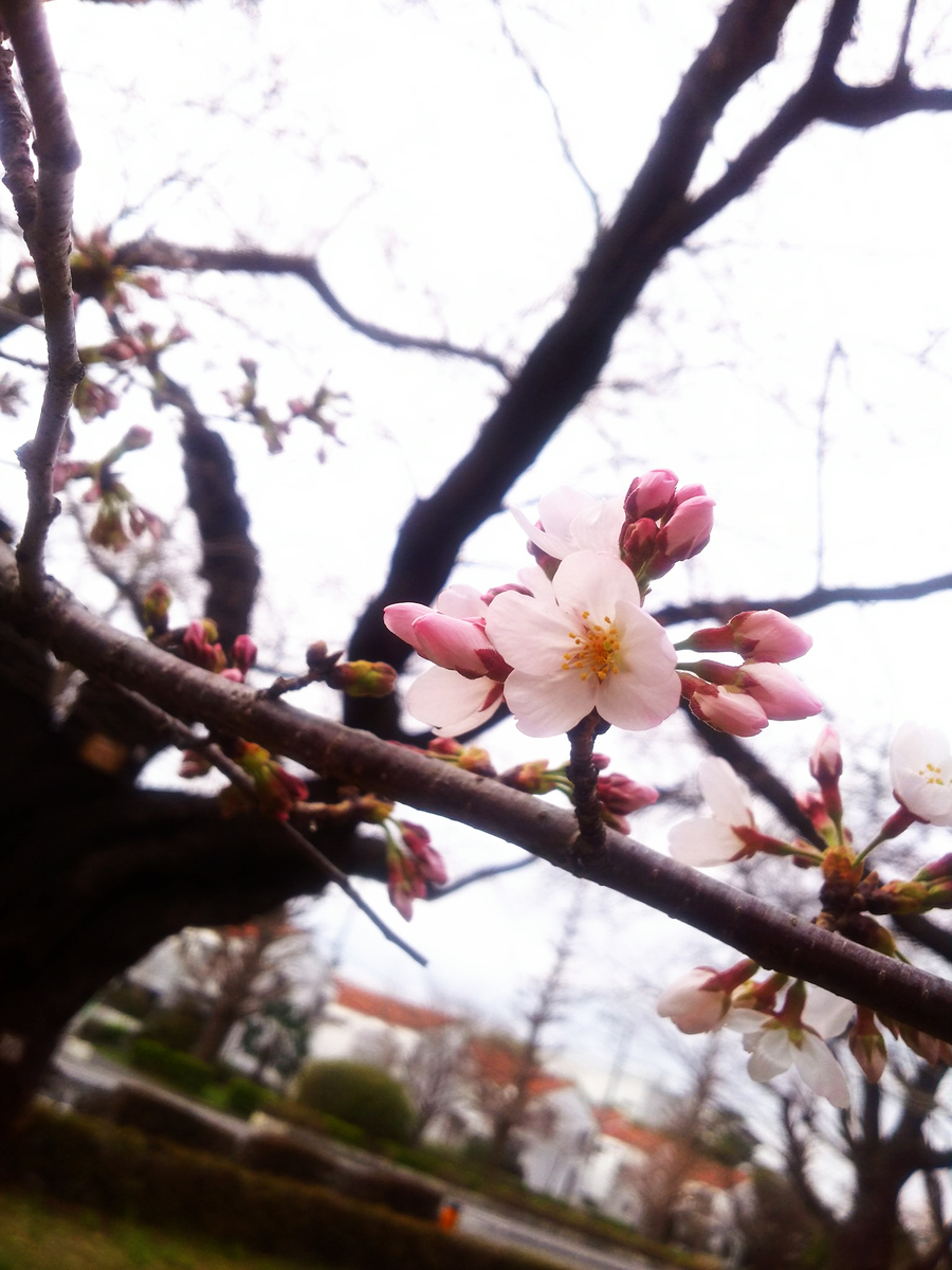 f:id:sugaryo1224:20190324024721j:plain f:id:sugaryo1224:20190324024721j:plain