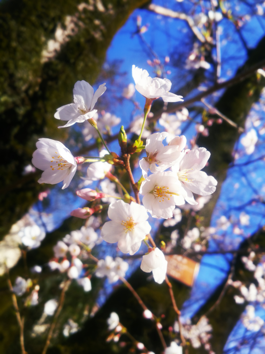 f:id:sugaryo1224:20190407183803j:plain f:id:sugaryo1224:20190407183803j:plain