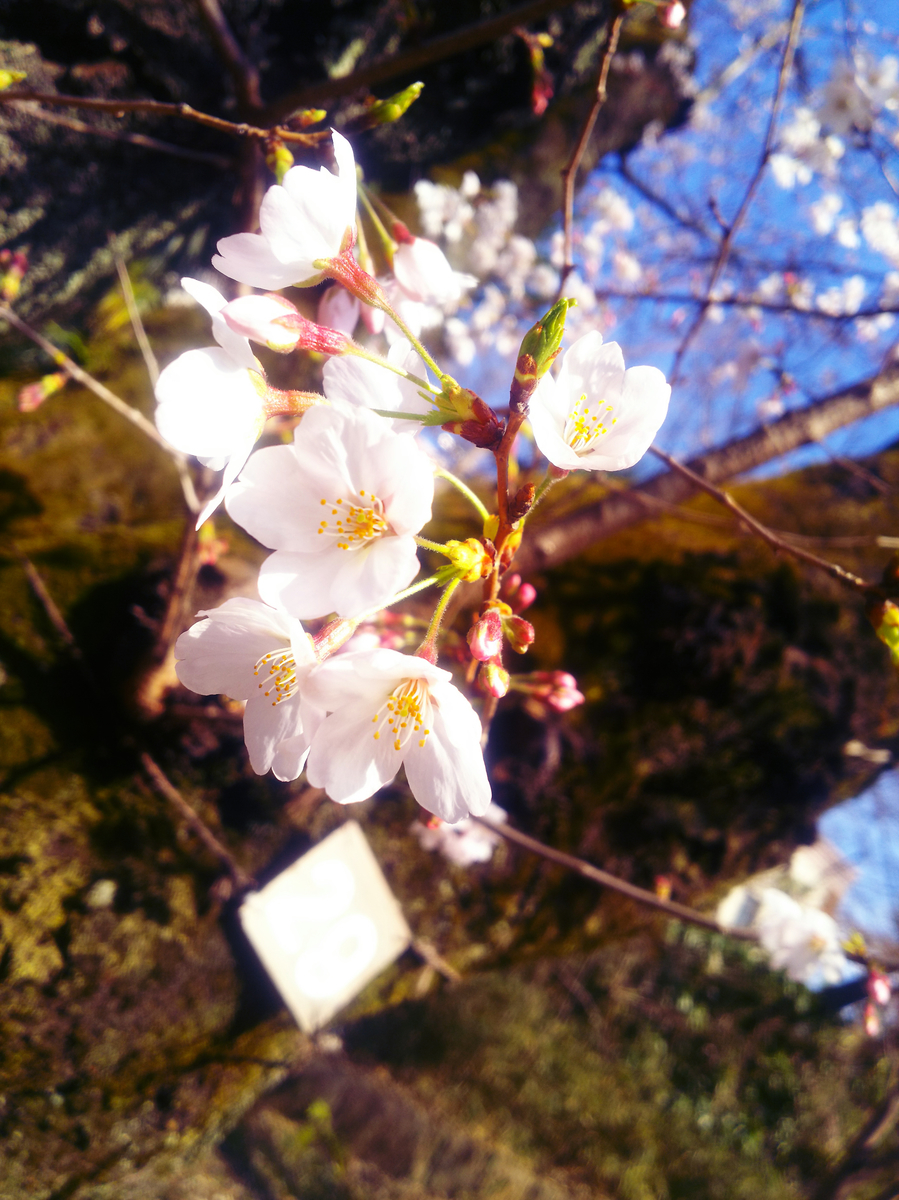 f:id:sugaryo1224:20190407183812j:plain f:id:sugaryo1224:20190407183812j:plain