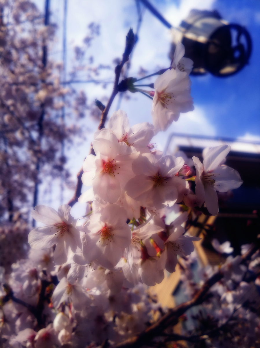 f:id:sugaryo1224:20190407191441j:plain f:id:sugaryo1224:20190407191441j:plain