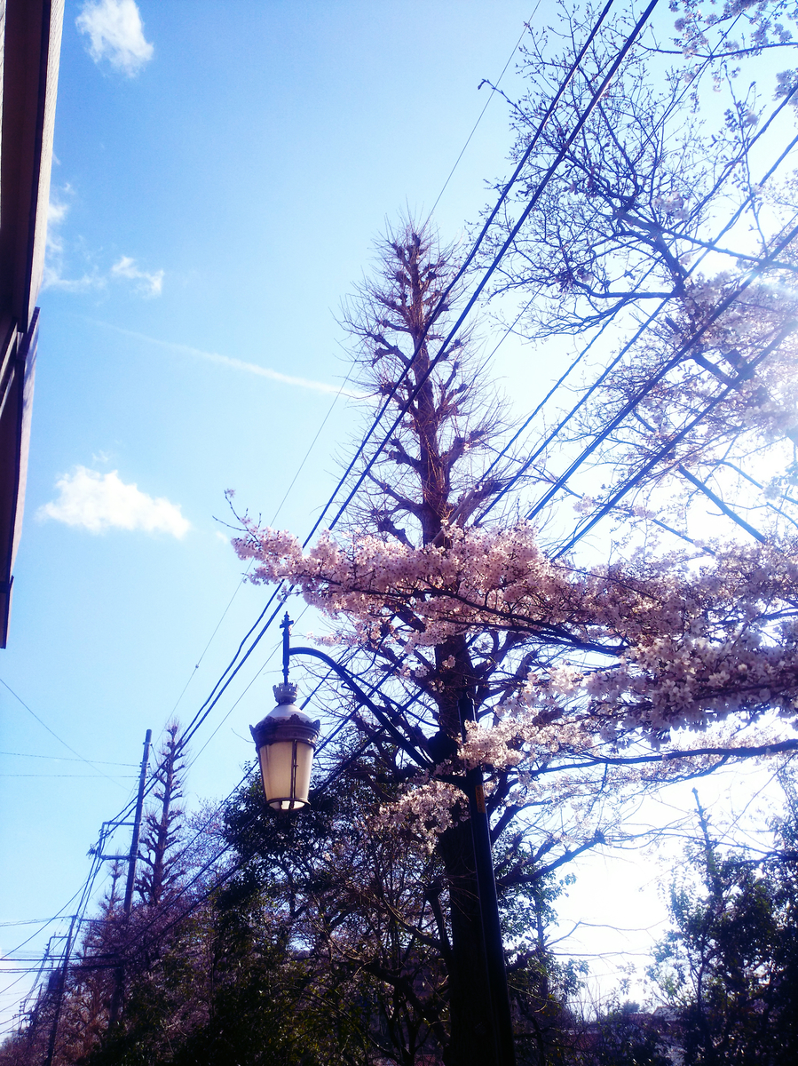 f:id:sugaryo1224:20190407191453j:plain f:id:sugaryo1224:20190407191453j:plain