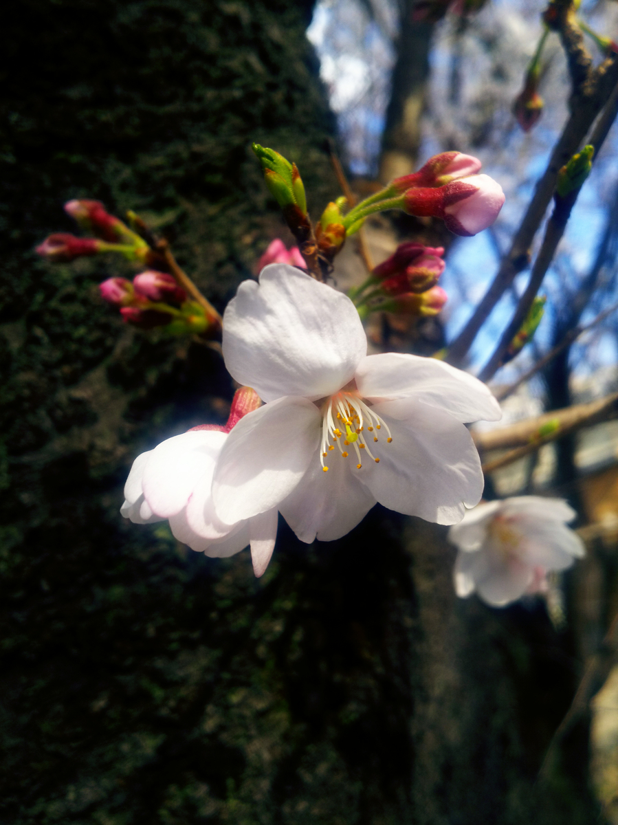 f:id:sugaryo1224:20190407191639j:plain f:id:sugaryo1224:20190407191639j:plain