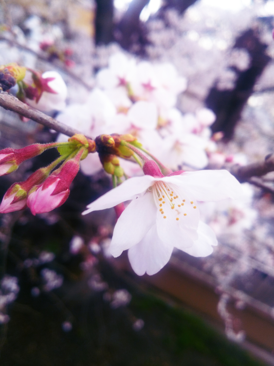 f:id:sugaryo1224:20190407192013j:plain f:id:sugaryo1224:20190407192013j:plain