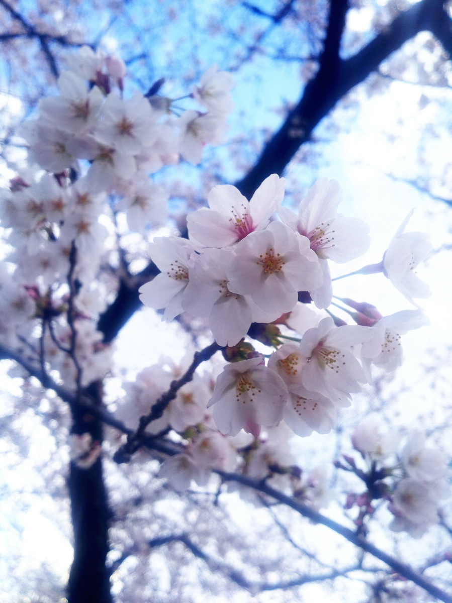 f:id:sugaryo1224:20190407192022j:plain f:id:sugaryo1224:20190407192022j:plain