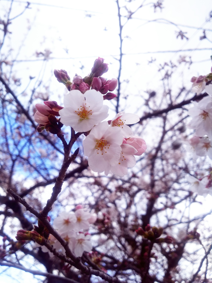 f:id:sugaryo1224:20190407192117j:plain f:id:sugaryo1224:20190407192117j:plain