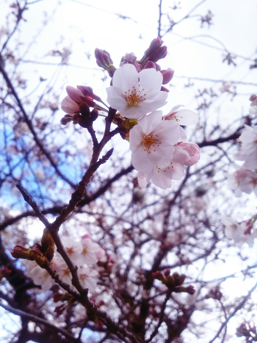 f:id:sugaryo1224:20190407192127j:plain f:id:sugaryo1224:20190407192127j:plain