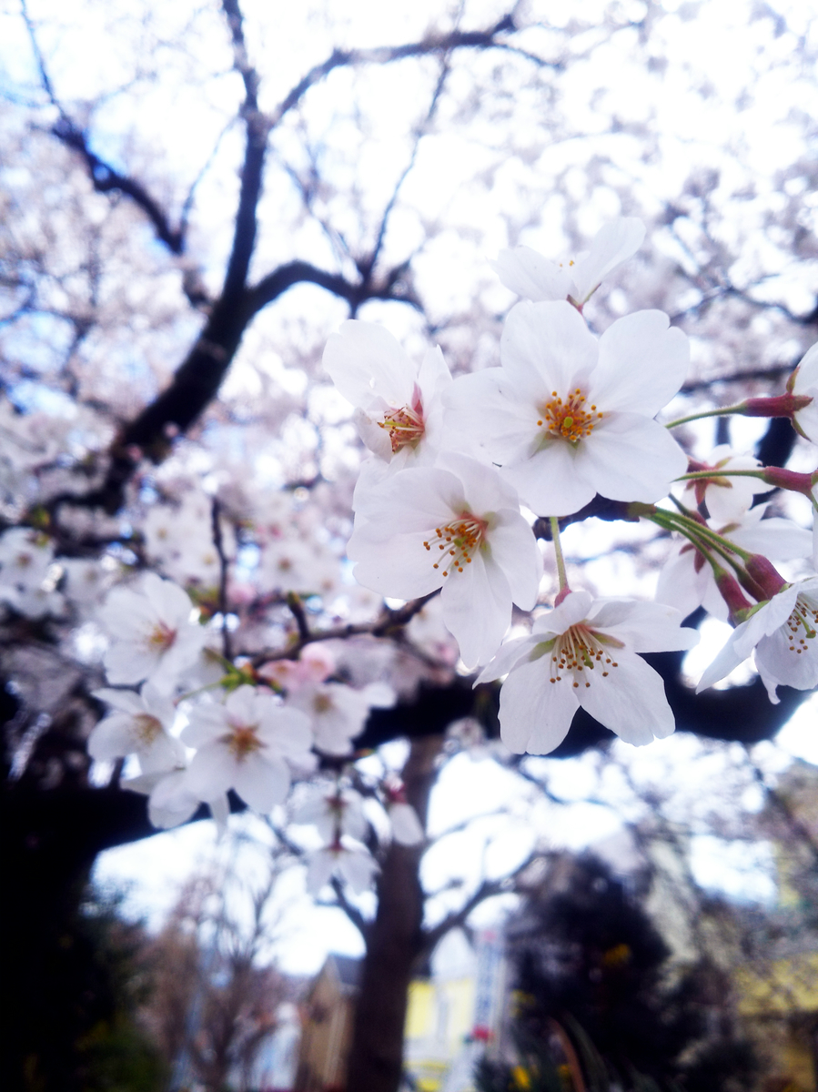 f:id:sugaryo1224:20190407192304j:plain f:id:sugaryo1224:20190407192304j:plain