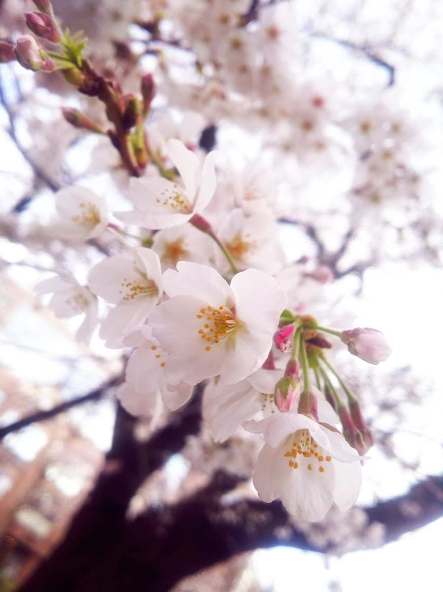 f:id:sugaryo1224:20190407192313j:plain f:id:sugaryo1224:20190407192313j:plain