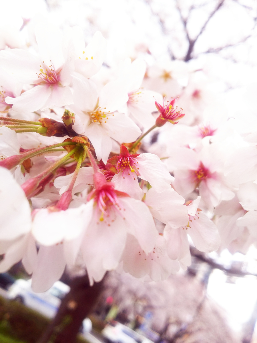 f:id:sugaryo1224:20190407192423j:plain f:id:sugaryo1224:20190407192423j:plain