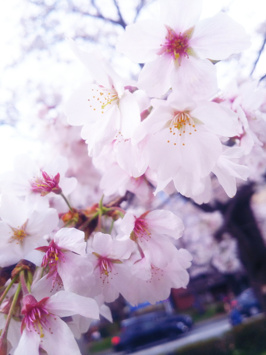 f:id:sugaryo1224:20190407192441j:plain f:id:sugaryo1224:20190407192441j:plain