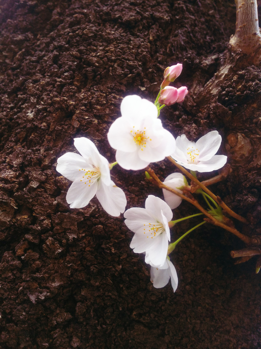 f:id:sugaryo1224:20190407192554j:plain f:id:sugaryo1224:20190407192554j:plain