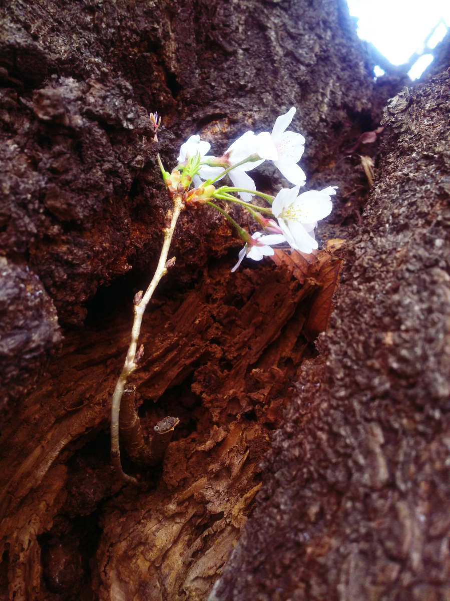 f:id:sugaryo1224:20190407192604j:plain f:id:sugaryo1224:20190407192604j:plain