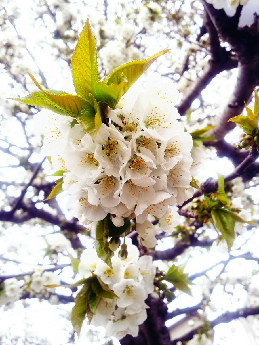 f:id:sugaryo1224:20190502165842j:plain f:id:sugaryo1224:20190502165842j:plain