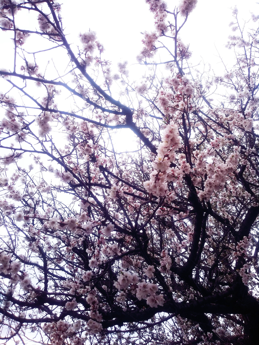 f:id:sugaryo1224:20190502165857j:plain f:id:sugaryo1224:20190502165857j:plain