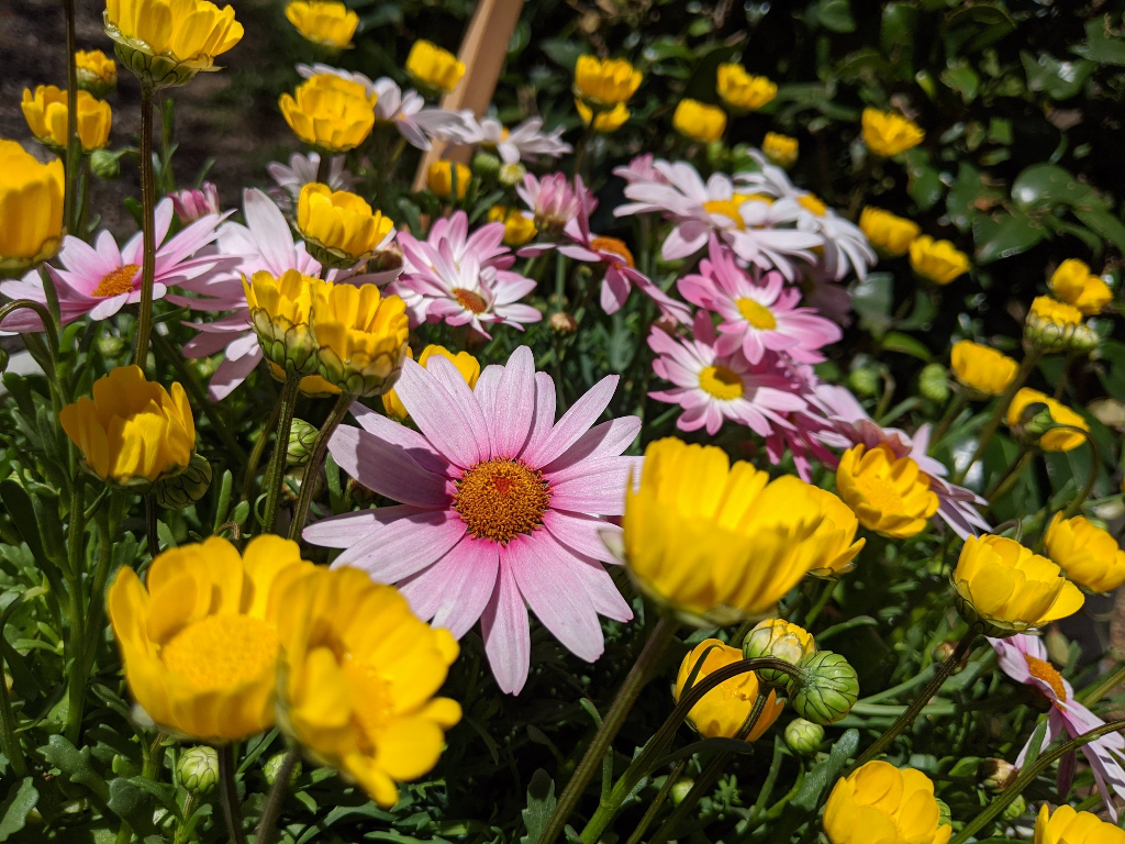 f:id:sugaryo1224:20201120200824p:plain